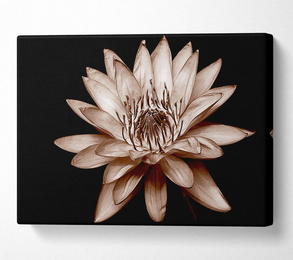  A Canvas Print of Cocoa Beauty Canvas Art