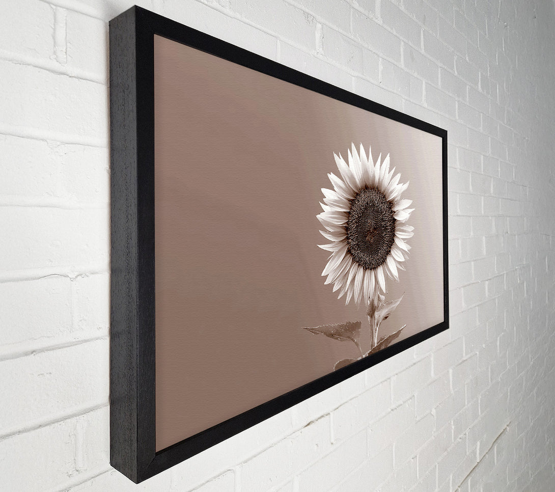  A Canvas Print of Sunflower Chocolate Canvas Art