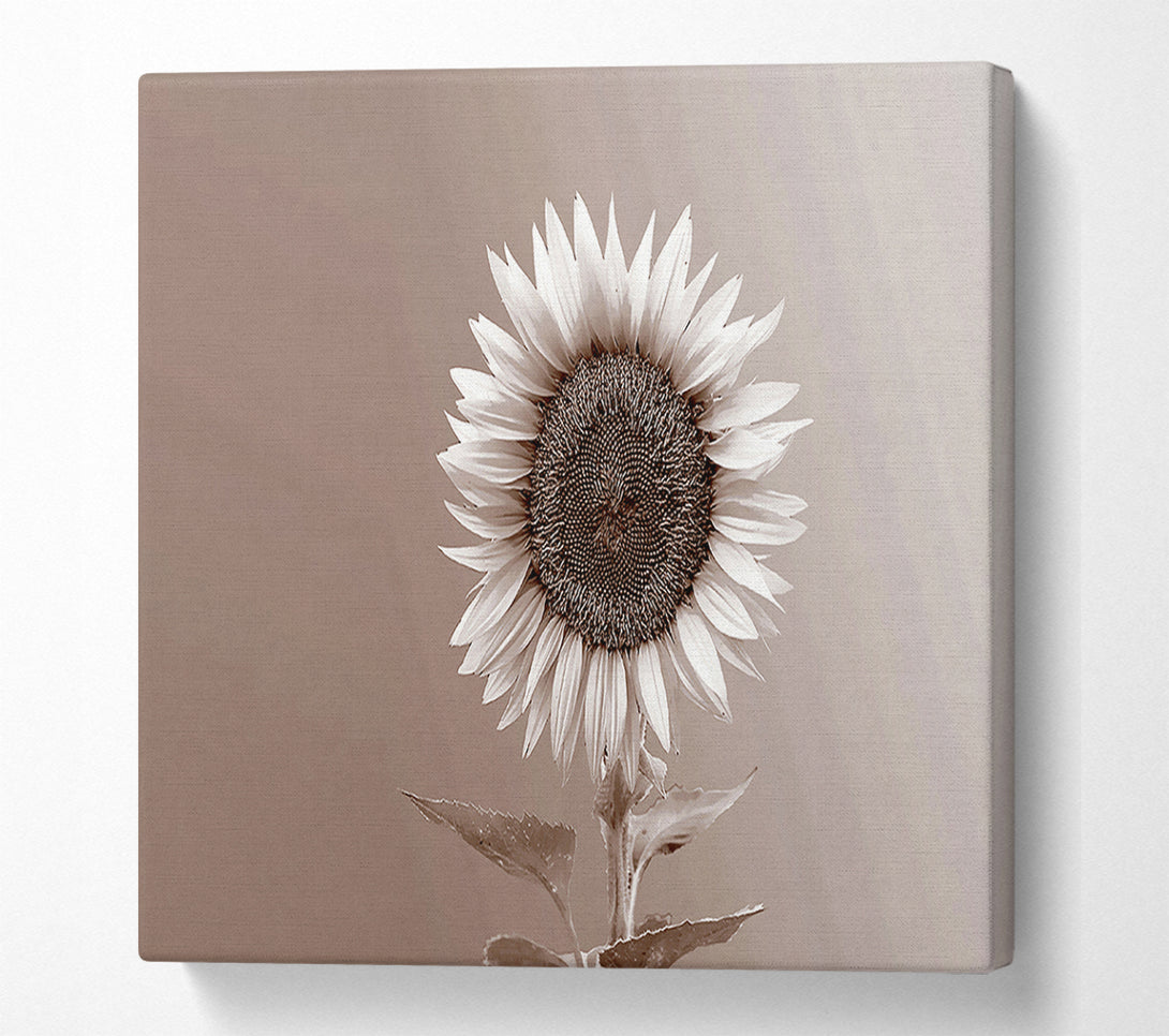  A Canvas Print of Sunflower Chocolate Canvas Art