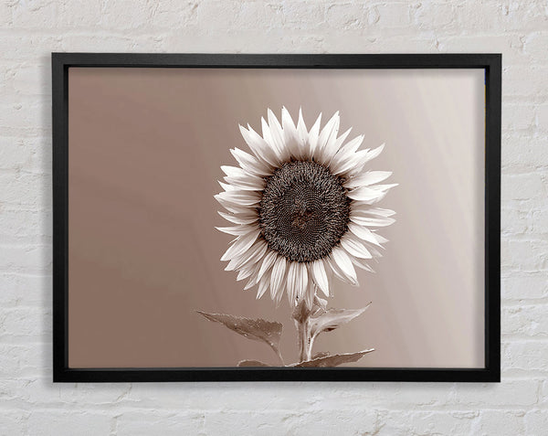 Sunflower Chocolate Framed Print