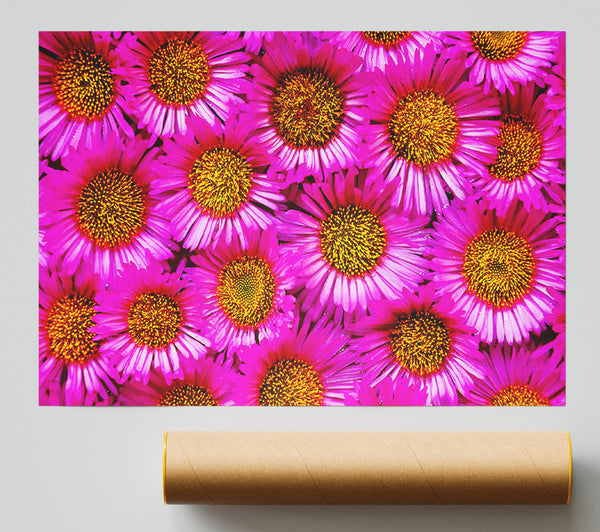 Sea Of Pink Flowers Giclee Print
