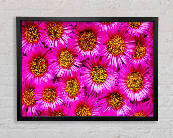 Sea Of Pink Flowers Framed Print