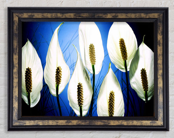 White March Framed Print
