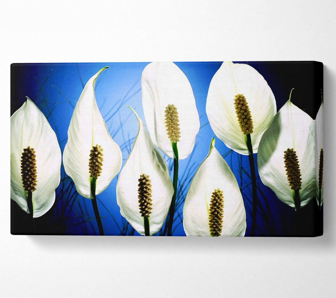  A Canvas Print of White March Canvas Art