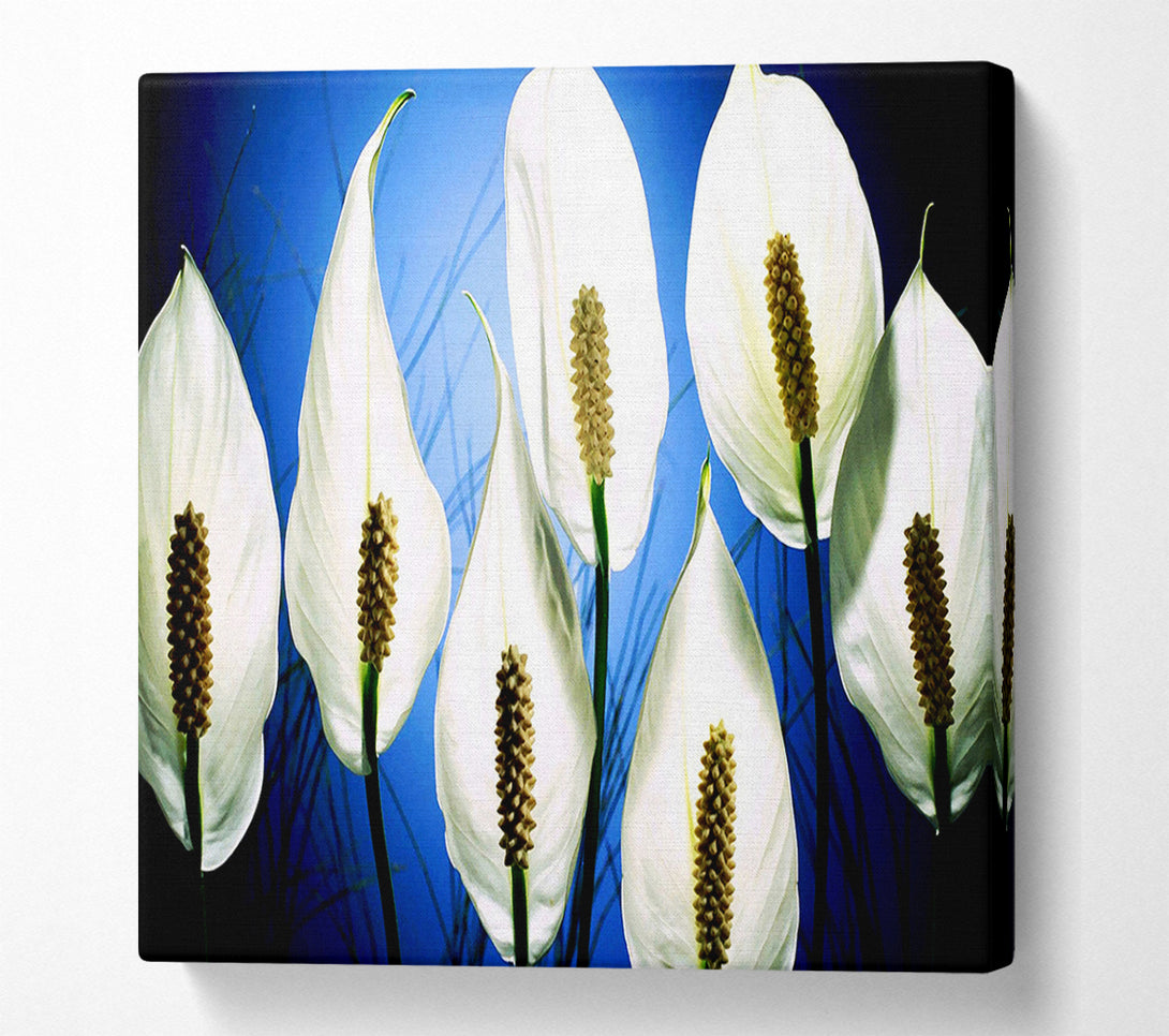  A Canvas Print of White March Canvas Art