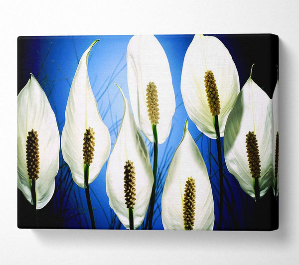  A Canvas Print of White March Canvas Art