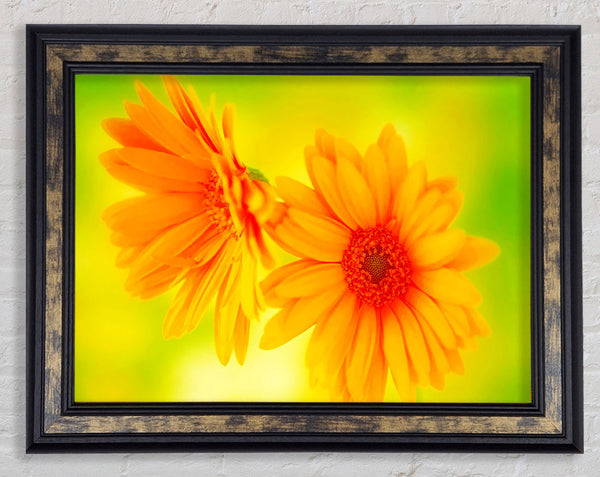 Vibrant Yellow Daisys Framed Print