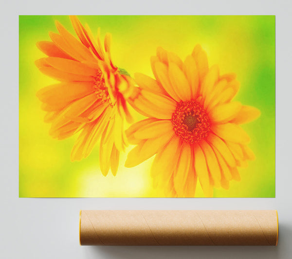 Vibrant Yellow Daisys Poster