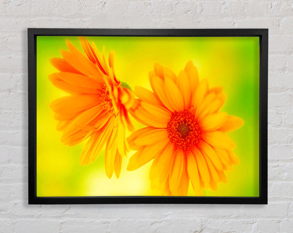 Vibrant Yellow Daisys Framed Print
