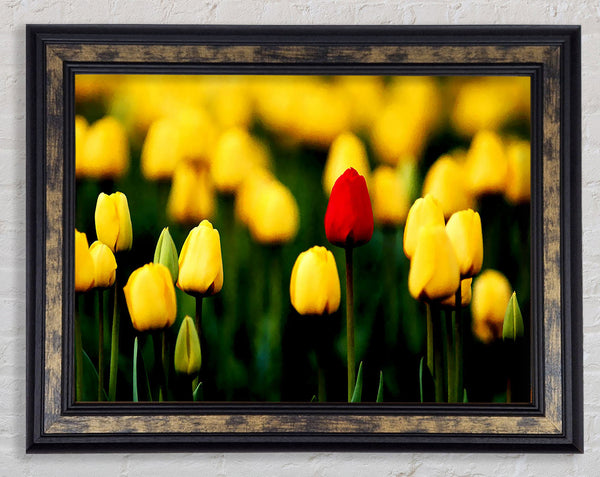Red Tulip In A Field Of Yellows Framed Print