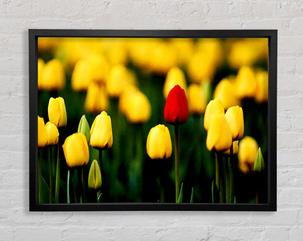 Red Tulip In A Field Of Yellows Framed Print