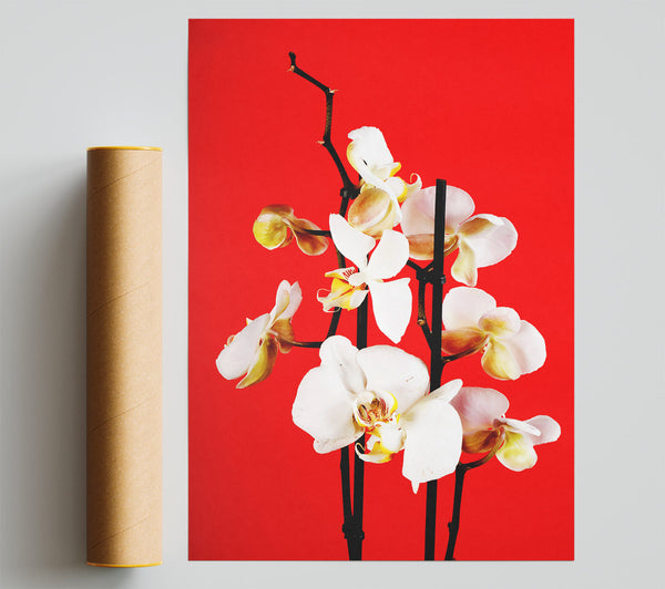 White Orchard Beauty On Red Print