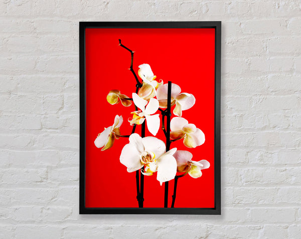 White Orchard Beauty On Red Framed Print