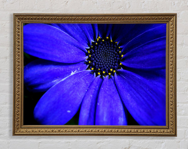 Electric Blue Petals Framed Print