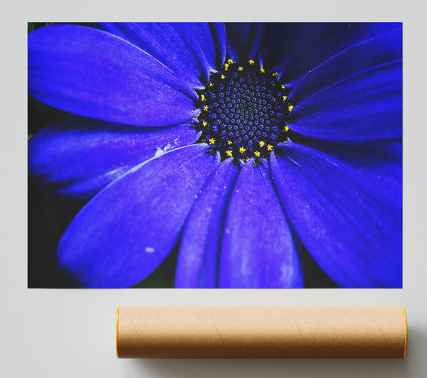 Electric Blue Petals Giclee Print
