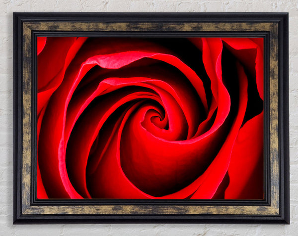 Red Rose Silk Framed Print