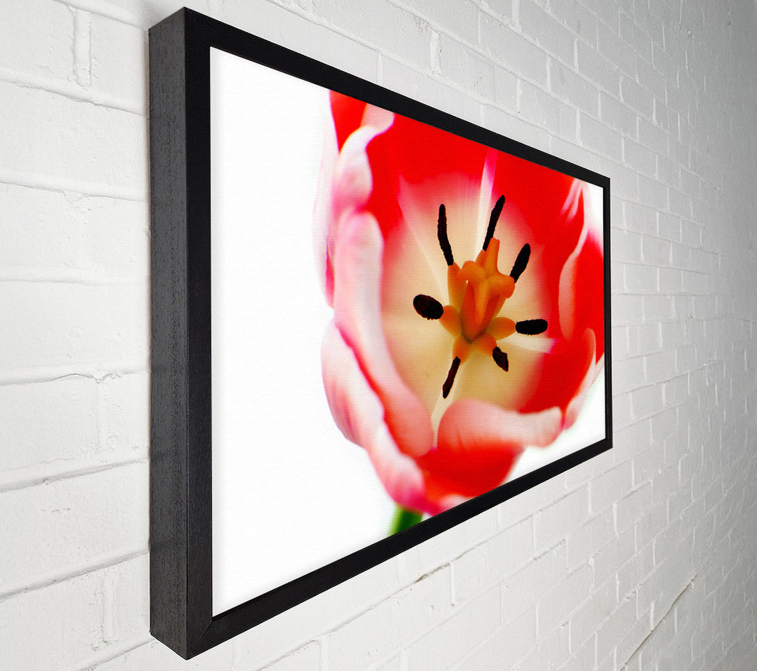  A Canvas Print of The Core Of A Tulip Canvas Wall Art