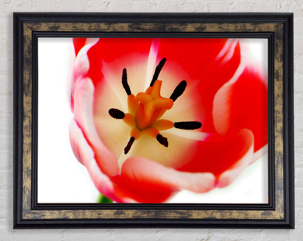 The Core Of A Tulip Framed Print