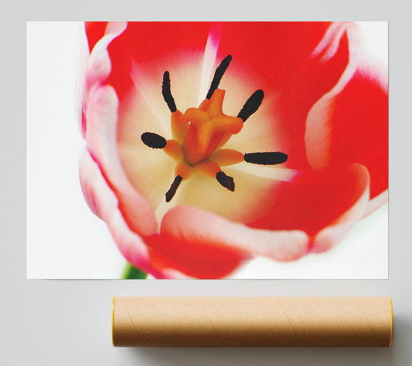 The Core Of A Tulip Giclee Print