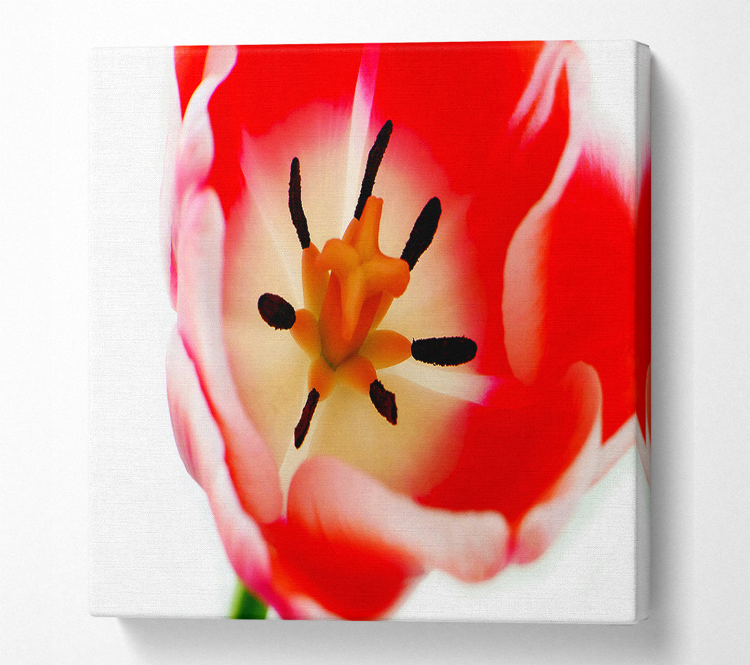  A Canvas Print of The Core Of A Tulip Canvas Wall Art