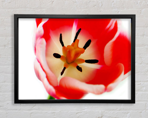 The Core Of A Tulip Framed Print