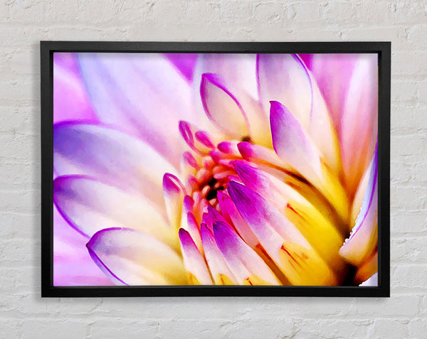 Stunning Pink Yellow Water Lily Framed Print