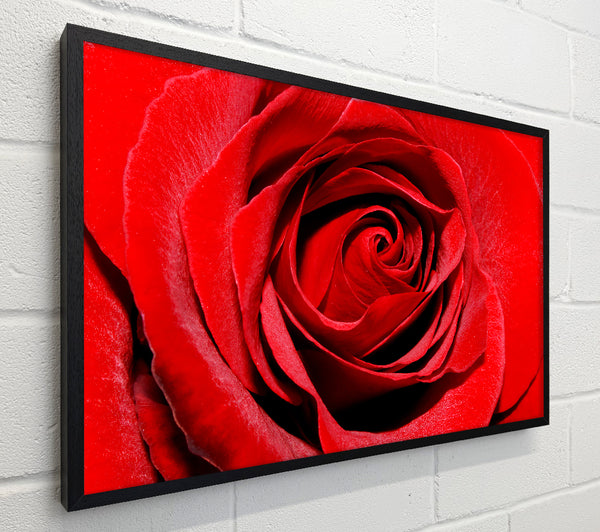 Red Rose Centre