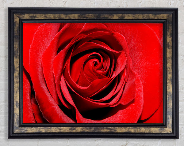 Red Rose Centre Framed Print