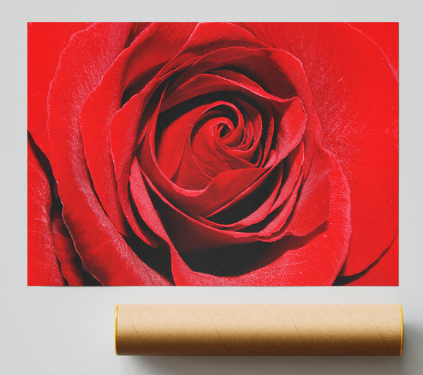 Red Rose Centre Poster