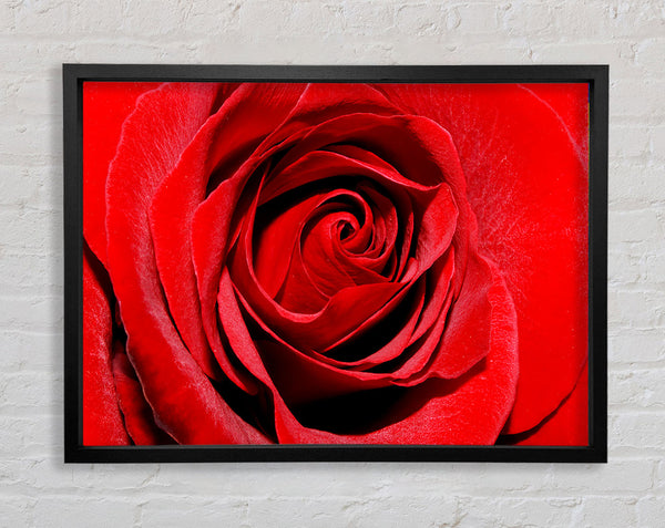 Red Rose Centre Framed Print
