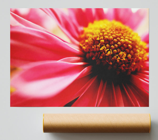Pink Pom Pom Centre Giclee Print