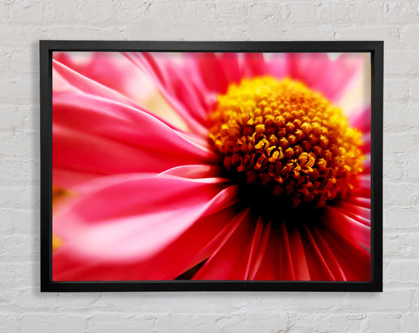 Pink Pom Pom Centre Framed Print