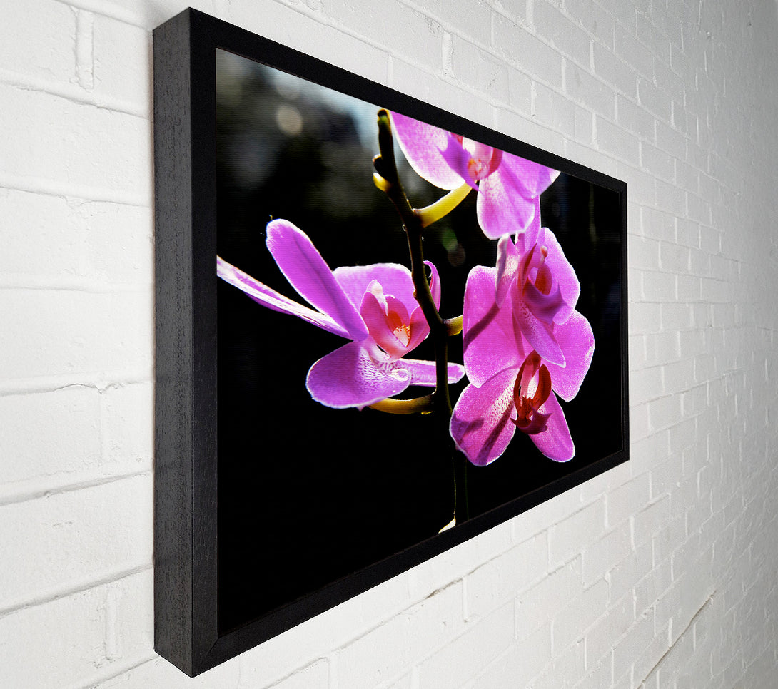  A Canvas Print of Orchid In Sunlight Canvas Wall Art