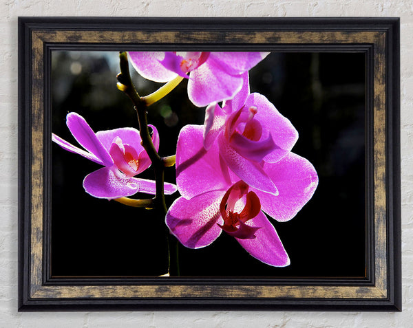 Orchid In Sunlight Framed Print