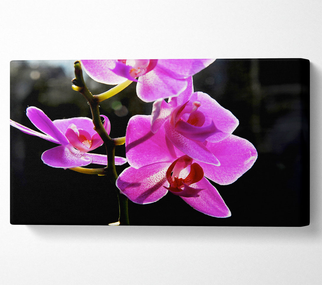  A Canvas Print of Orchid In Sunlight Canvas Wall Art