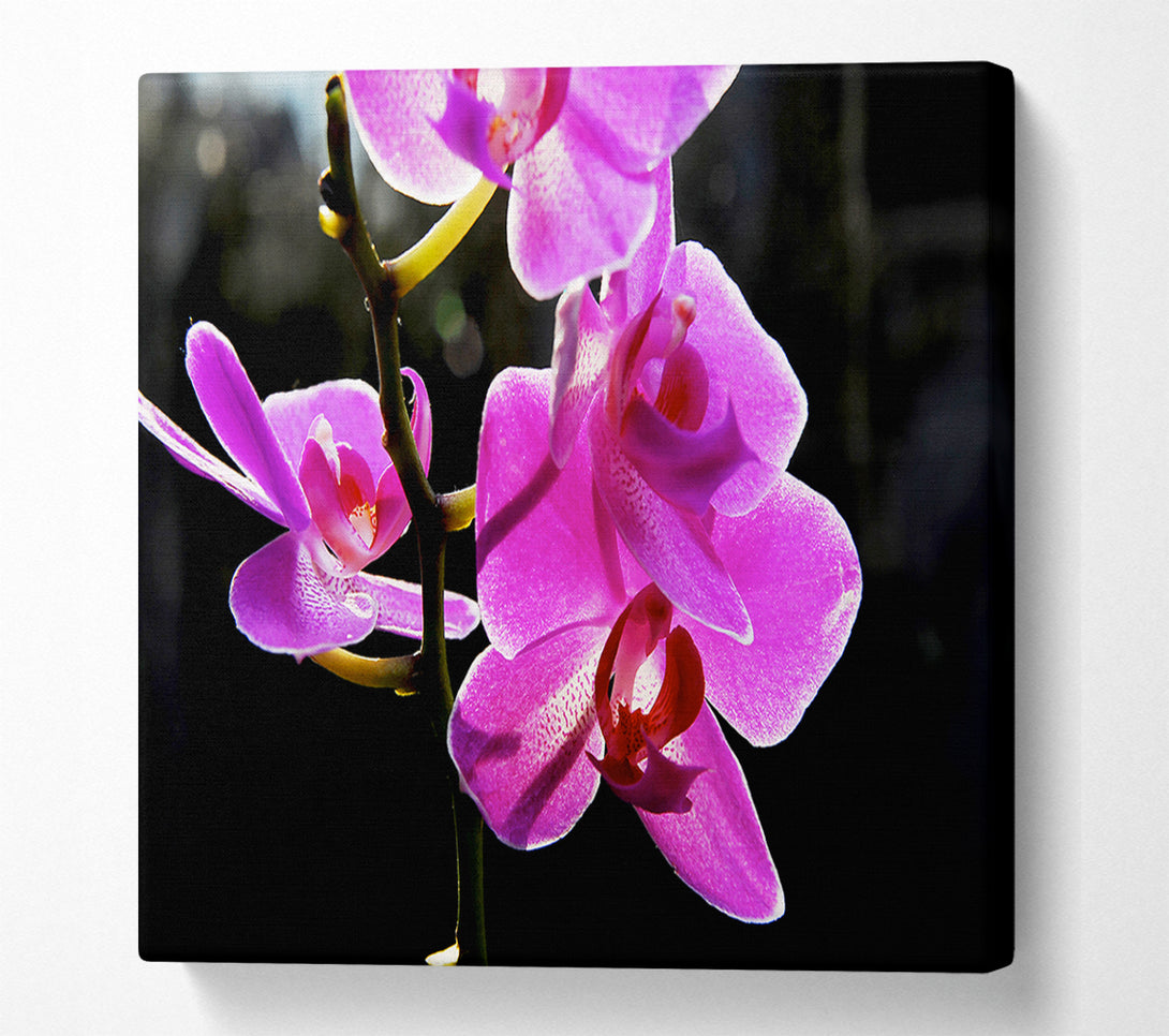  A Canvas Print of Orchid In Sunlight Canvas Wall Art