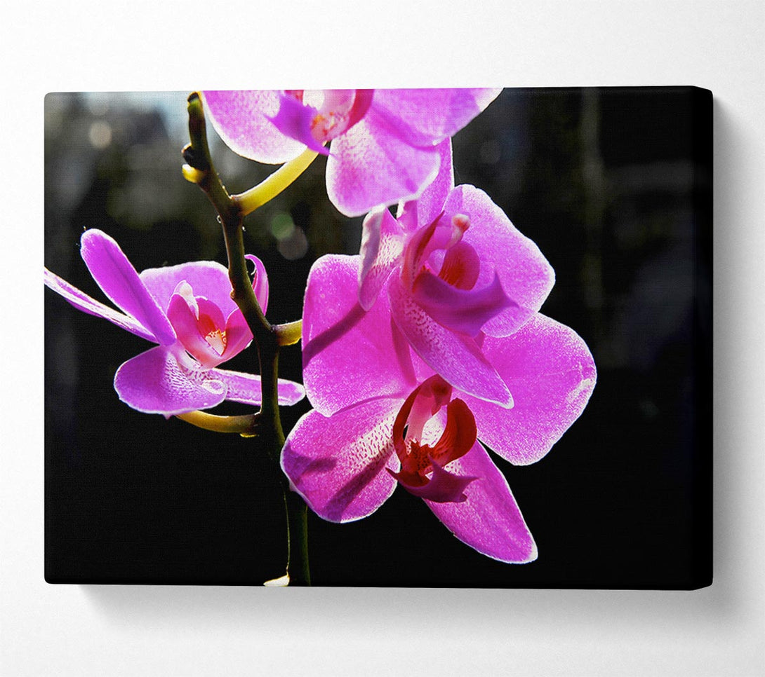  A Canvas Print of Orchid In Sunlight Canvas Wall Art