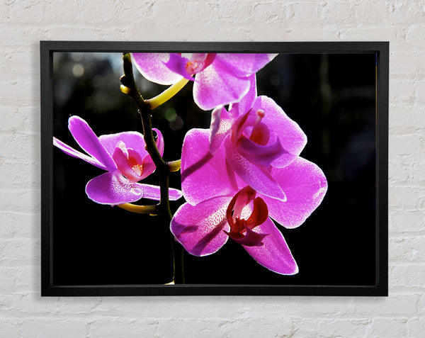 Orchid In Sunlight Framed Print
