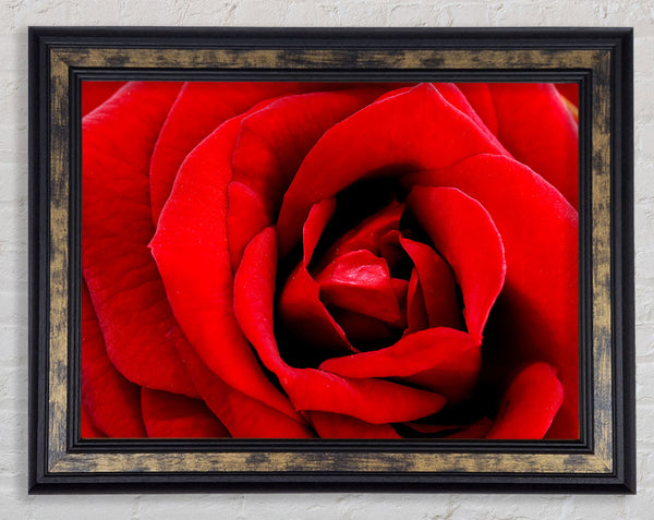 Red Rose Velvet Petals Framed Print
