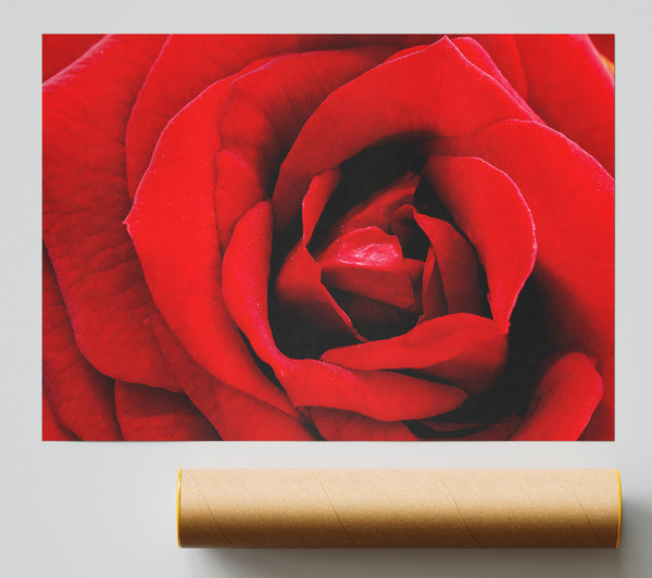 Red Rose Velvet Petals Poster