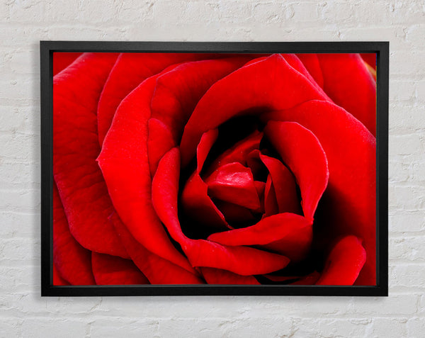 Red Rose Velvet Petals Framed Print