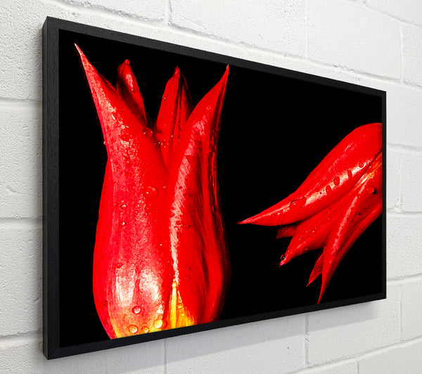A Pair Of Red Tulips