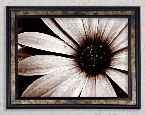 Cocoa Daisy Petals Framed Print