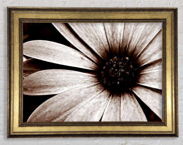 Cocoa Daisy Petals Framed Print