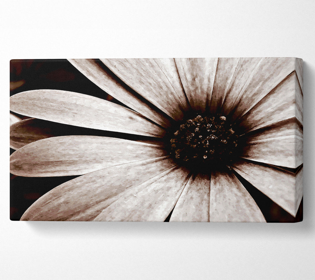 A Canvas Print of Cocoa Daisy Petals Canvas Art