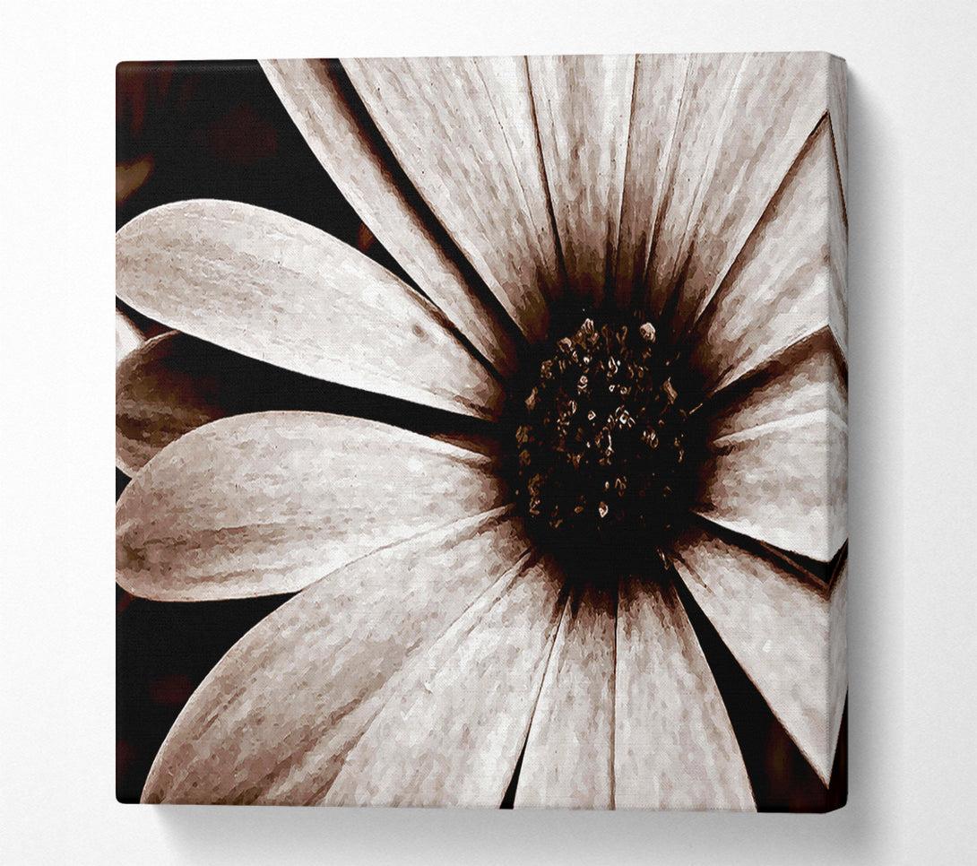  A Canvas Print of Cocoa Daisy Petals Canvas Art