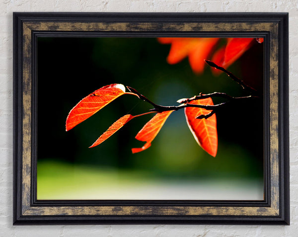 Orange Leaves In Sunlight Framed Print