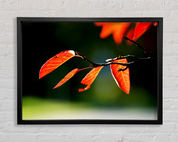 Orange Leaves In Sunlight Framed Print