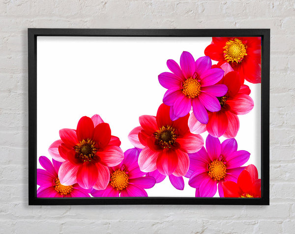 Pink And Red Flower Heads Framed Print