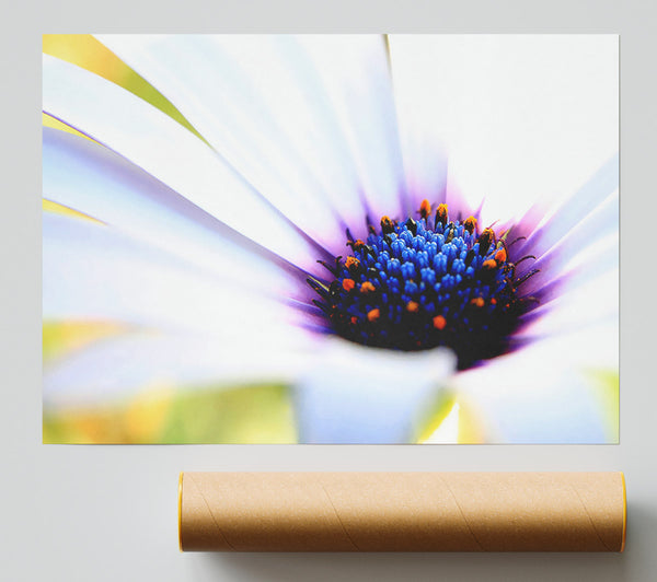 Purple Daisy Centre Giclee Print